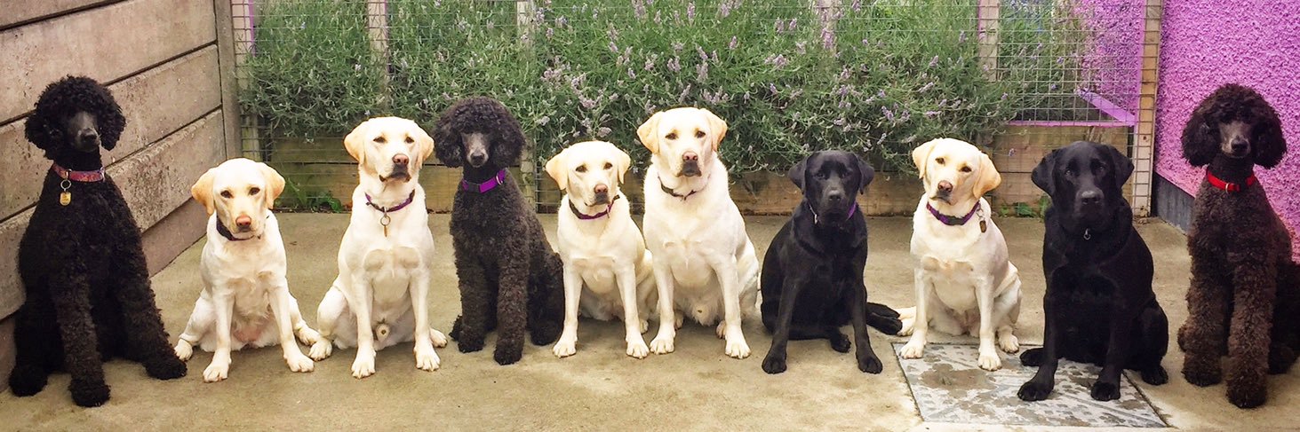 DogsForTheDisabled banner