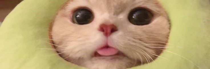 mintkdd's profile banner image