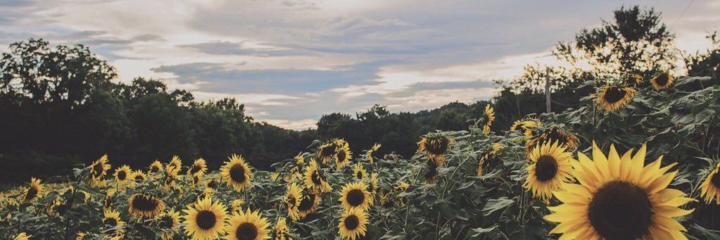 molly_green8's profile banner image