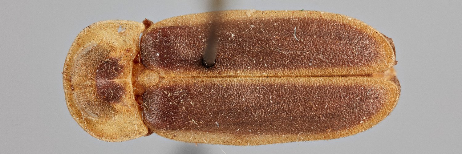 Gavin Martin Ph.D. (he/him/his) banner