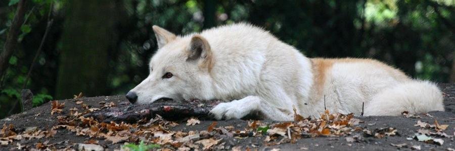 ULKUCU_ASKIM's profile banner image