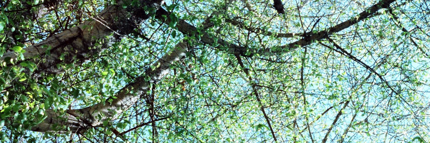 Seth Lee banner