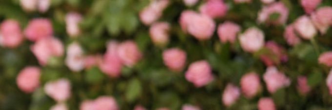 arvtpop's profile banner image