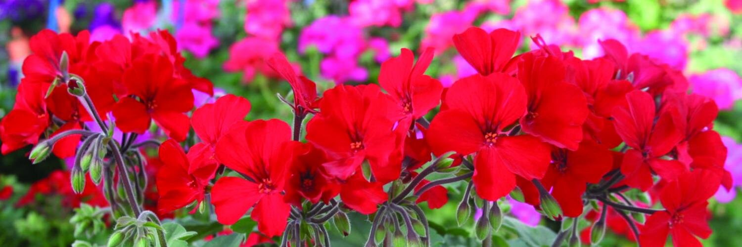 Malmborgs Greenhouse banner