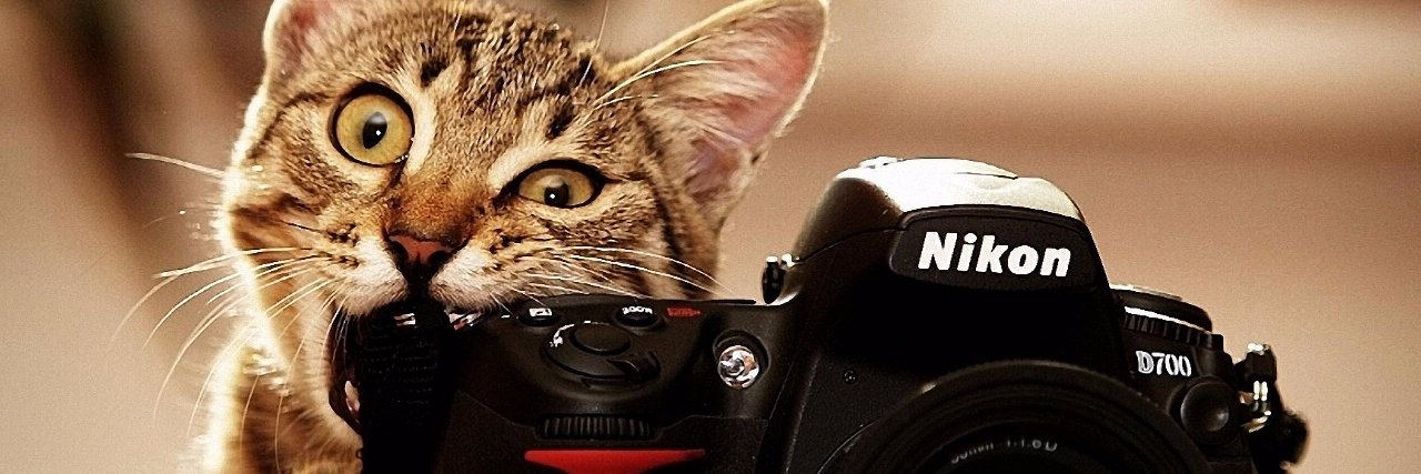 InsaneCattz's profile banner image