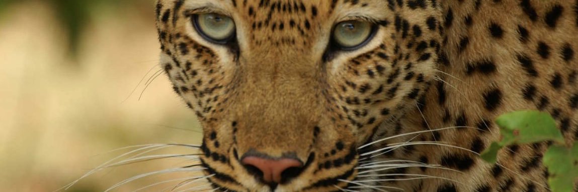 johnmanzongo's profile banner image