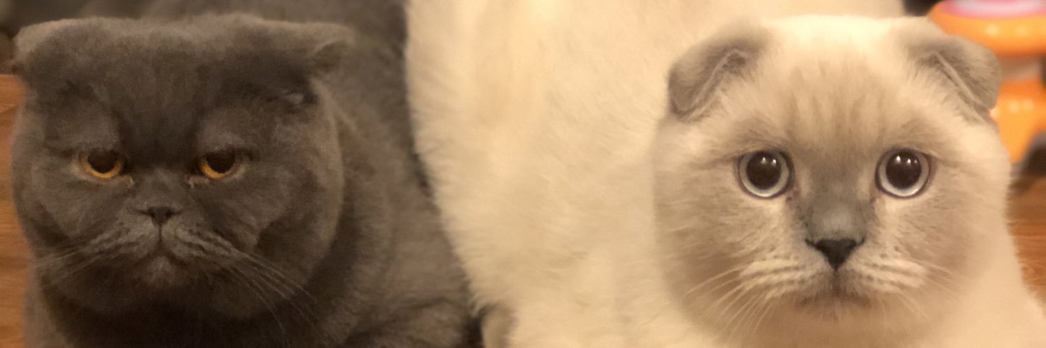 edatemelli's profile banner image