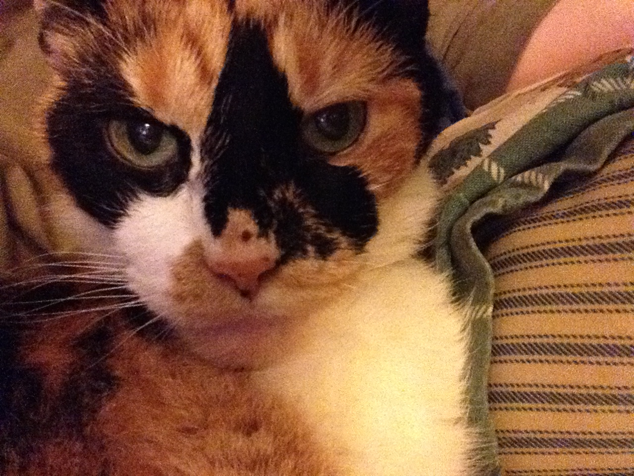 Todd wants democracy for all. We need to win this. banner