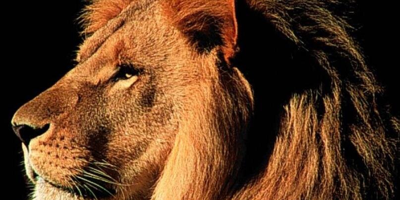 vivesteph's profile banner image