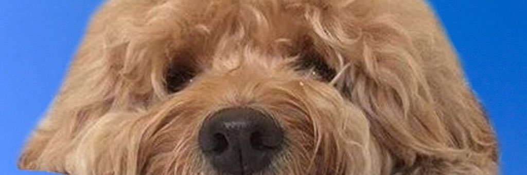 Erin Topeff banner