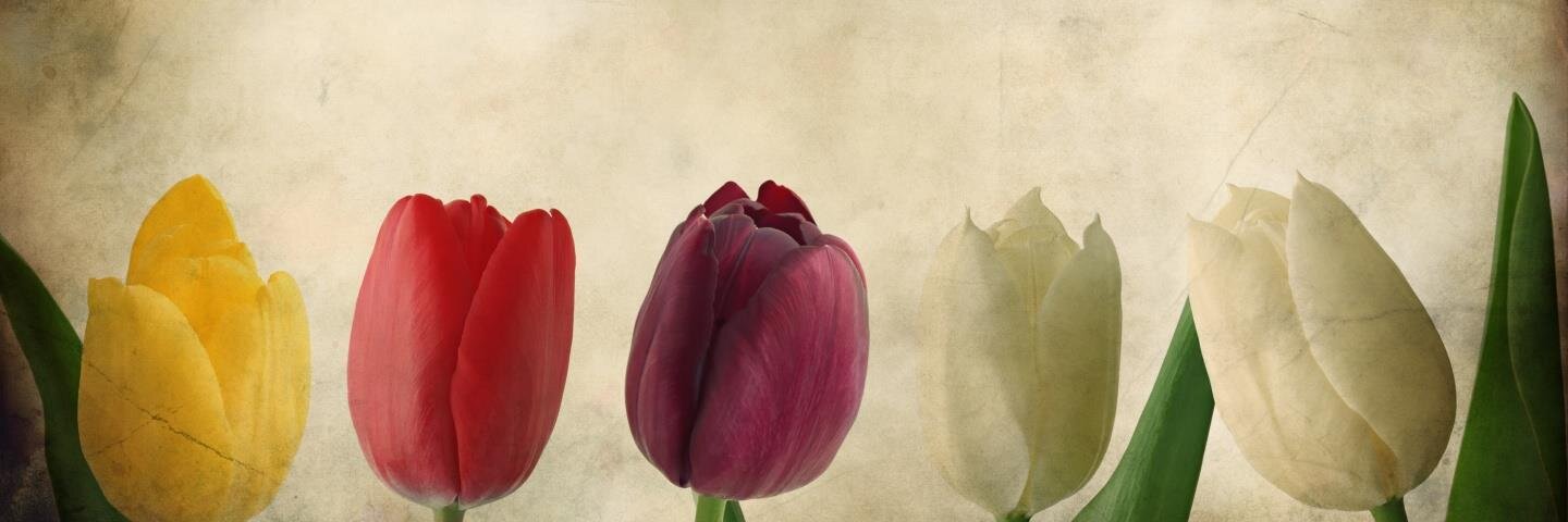 MarlizedeBeer's profile banner image