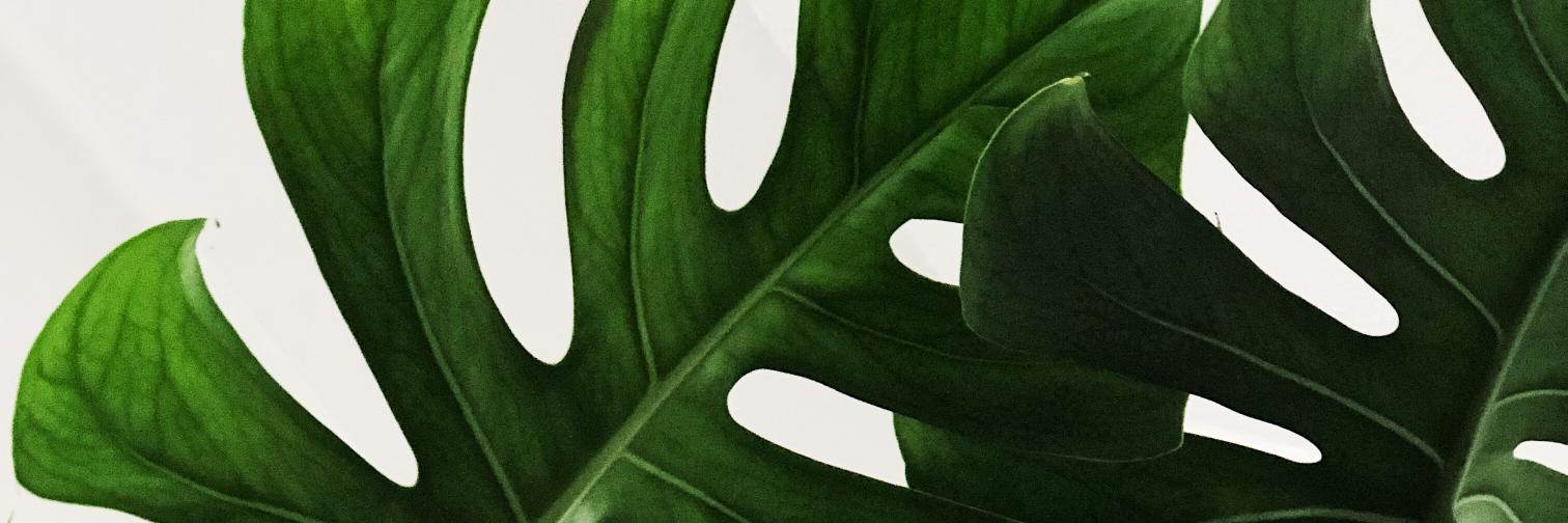 muuulhollen's profile banner image