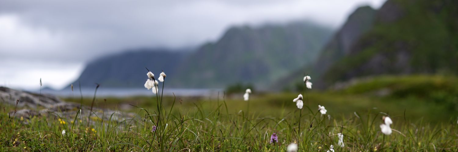 WildaNilsson's profile banner image