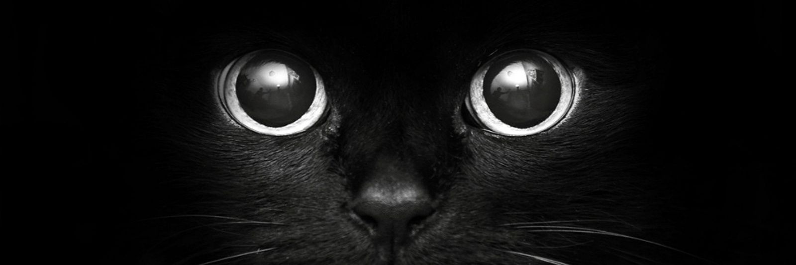 _Stiventroll's profile banner image