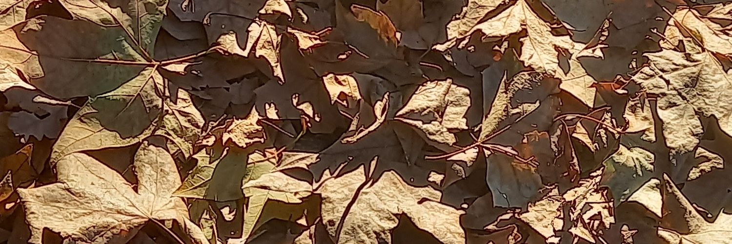 BarbiMeloni's profile banner image