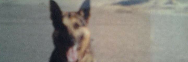 kippk9's profile banner image