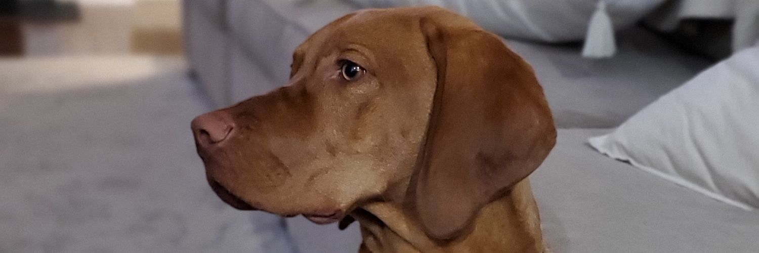 MattZoop's profile banner image