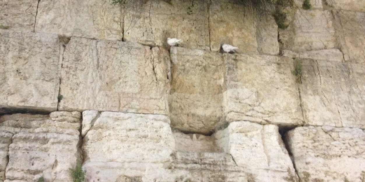 Vivian Silberstein 🇮🇱 banner