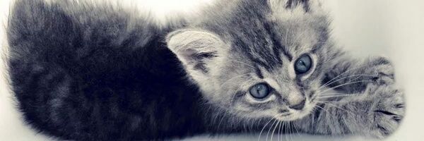 HisBestAgentBW's profile banner image
