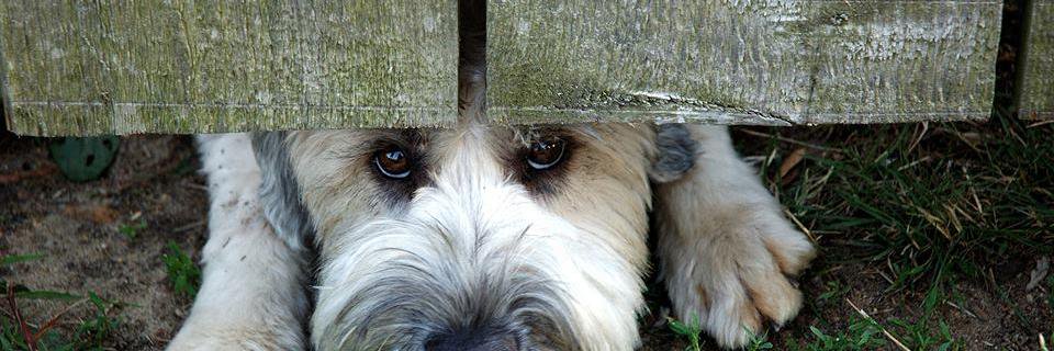 pets_wild's profile banner image