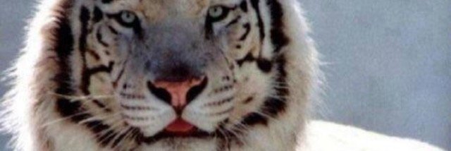 volkan_es's profile banner image
