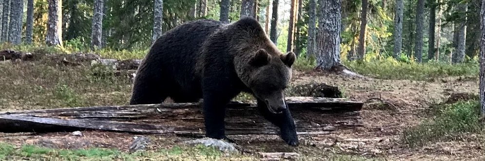 Markus Linder banner