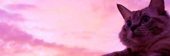 sostonee's profile banner image