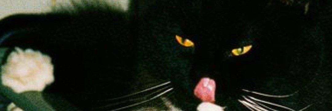 capyloncat's profile banner image