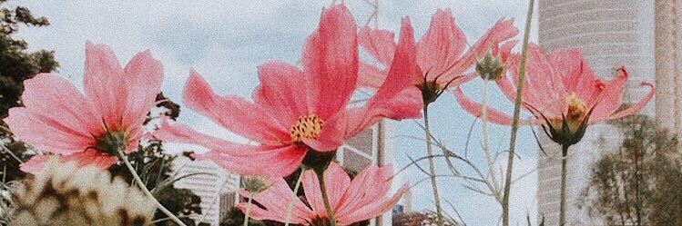 EllenRoseLS's profile banner image