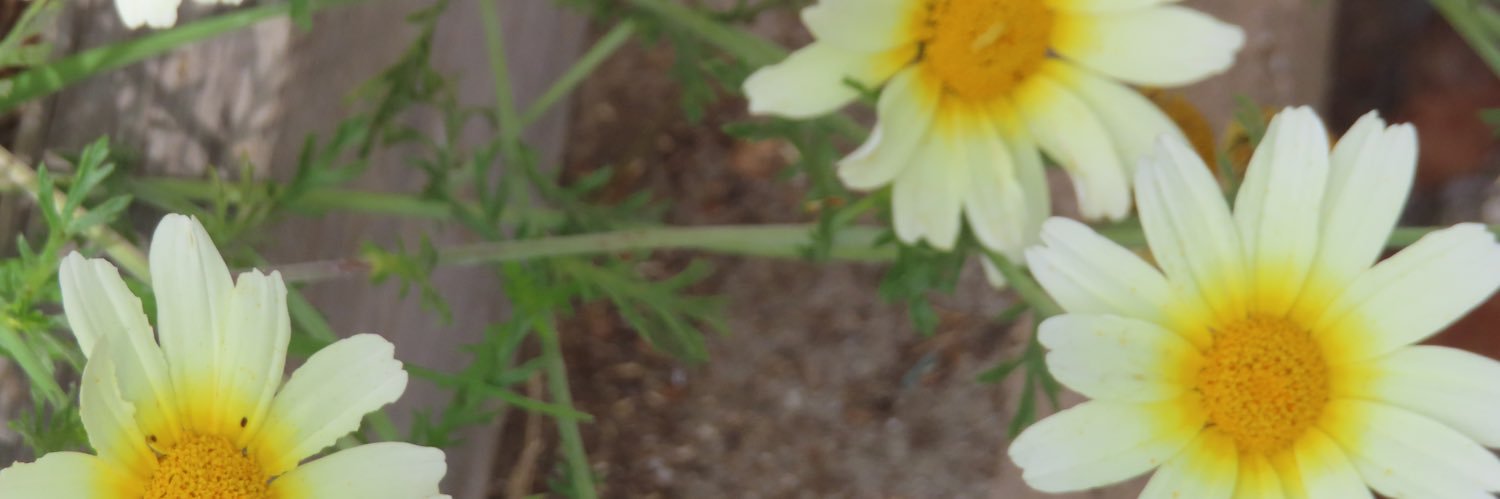 druidreams's profile banner image