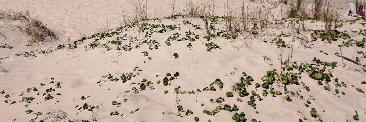 noaflojar's profile banner image