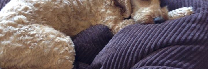 daisy_potts9's profile banner image