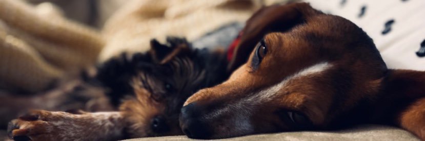 ClineEmily's profile banner image