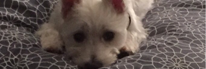 JanineLothian's profile banner image
