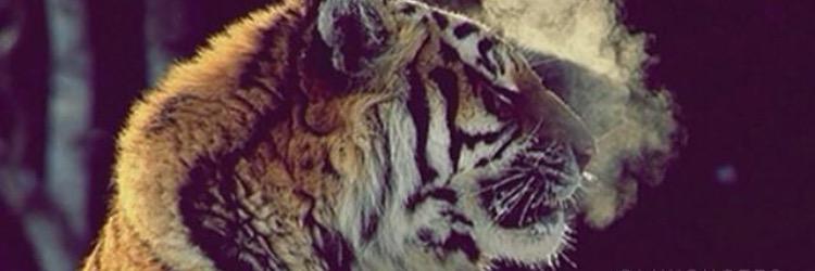 Flextoomuch's profile banner image
