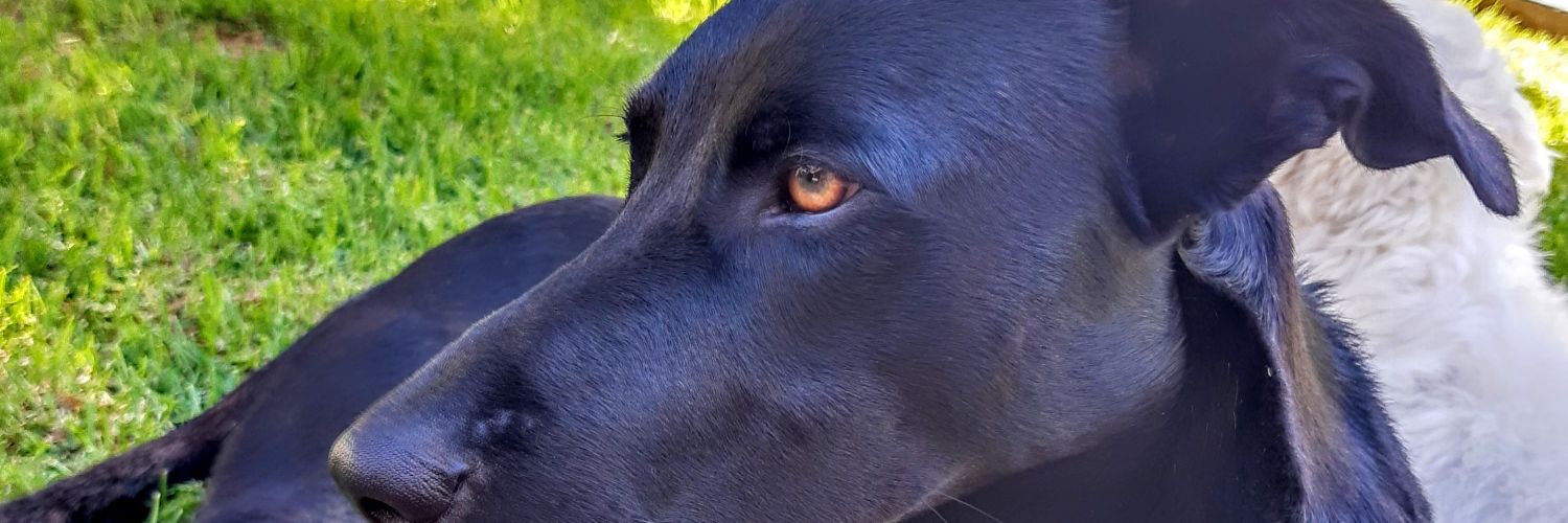 nachobesse's profile banner image
