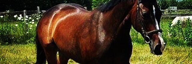 RedHeadsCanRide's profile banner image