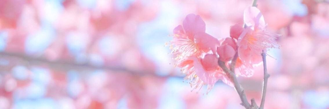 ❀ ς h ε η ❀ banner