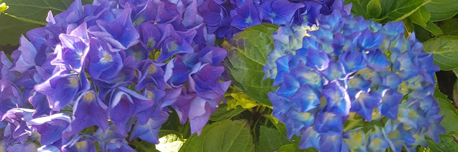 susiestar11's profile banner image