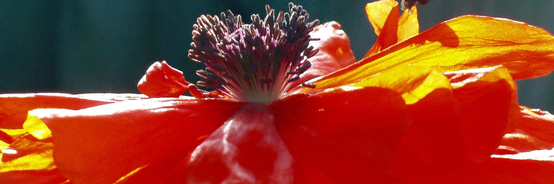 lucysaunderspr banner