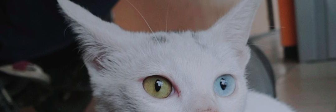 dyush_'s profile banner image
