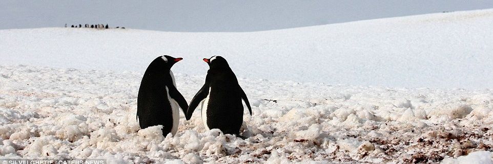 penguin lover banner