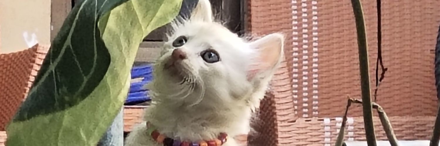 amallia22's profile banner image