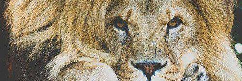 lgnani's profile banner image
