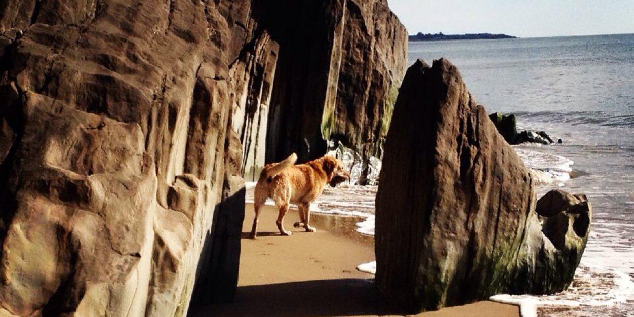 Marie Fleming banner