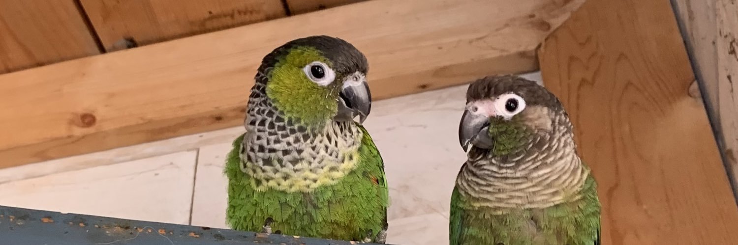 GRAB 'EM @ THE POLLS banner