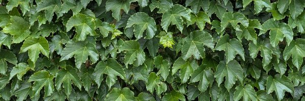 ricknout Profile Banner