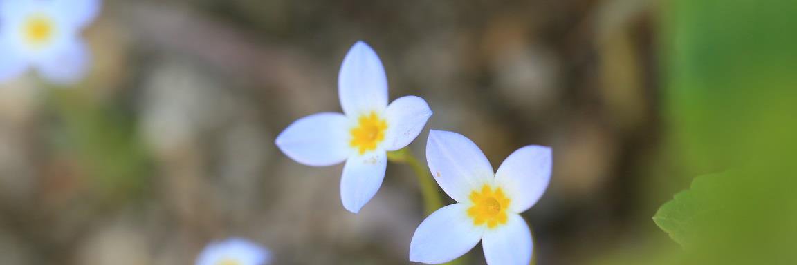 flowermakotibi's profile banner image