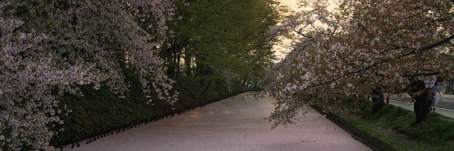 t4ig4desu's profile banner image