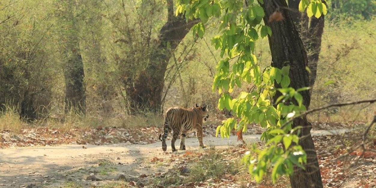 Jignesh Mehta banner